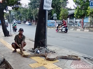 Cara Unik tapi Ngeri Kakek Subari, Bawa Ular Usir Penjajah Trotoar