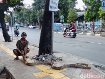 Kesal Pemotor Terobos Trotoar, Pria Ini Pasang Ular Piton Peliharaannya