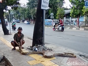 Cara Unik tapi Ngeri Kakek Subari, Bawa Ular Usir Penjajah Trotoar