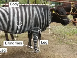 Ngecat Tubuh Sapi Jadi Hitam Putih Bisa Dapat Nobel? Ini Kisah Peneliti Jepang
