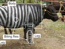 Ngecat Tubuh Sapi Jadi Hitam Putih Bisa Dapat Nobel? Ini Kisah Peneliti Jepang