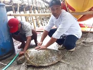Miris! Penyu Hijau Ditemukan Penuh Parasit di Pangandaran