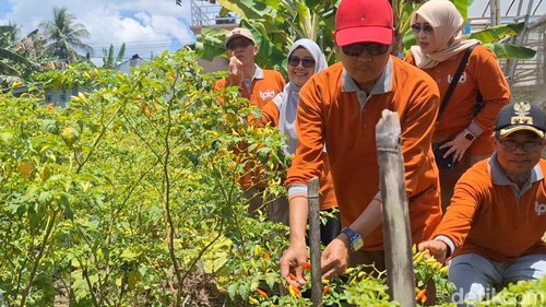 Sekda Kota Mataram, Lalu Alwan Basri, saat melihat kualitas cabai di greenhouse milik petani di Lombok Timur, Kamis (16/10/2025). (Foto: Nathea Citra/detikBali)