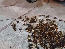 Hii! Kawanan Tawon Vespa Bersarang di Speaker Warga Sewon Bantul Bikin Panik