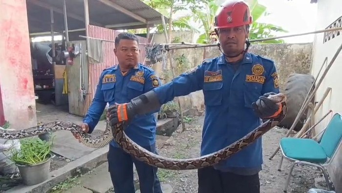 Petugas Damkar menunjukkan Sanca Kembang yang berhasil dievakuasi dari Kantor Dinbud Kulon Progo, di Mako Damkar Kulon Progo, Kamis (16/10/2025).