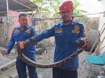 Induk Sanca Bersarang di Kantor Disbud Kulon Progo, Ada 26 Telur Siap Netas