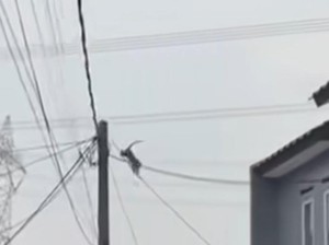 Kawanan Monyet Masih Berkeliaran di Perumahan Depok, Warga Duga dari Tangsel