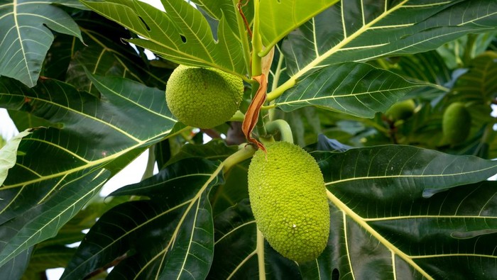 9 Obat Herbal Asam Urat dari Daun-daunan yang Alami dan Cara Mengonsumsinya