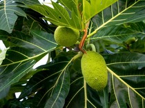 6 Manfaat Teh Daun Sukun bagi Kesehatan dengan Cara Mengolah dan Bahayanya