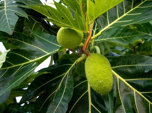 10 Manfaat yang Terkandung pada Buah Sukun untuk Kesehatan Tubuh