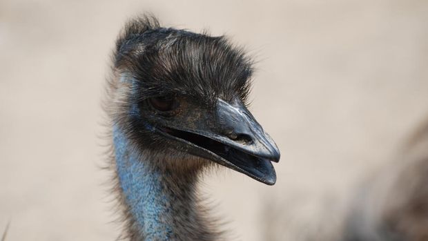 Burung Emu. (Dok. Freepik/Sharon Housley - DejaVu Designs)