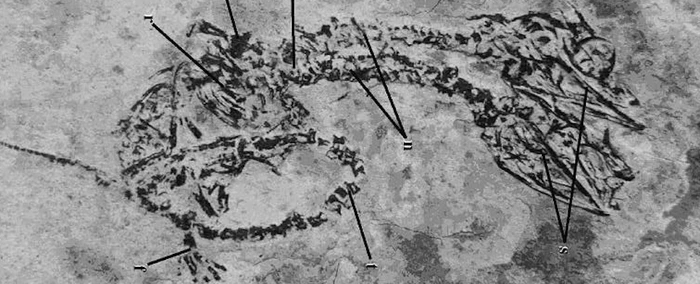 Ajaib, Ditemukan Fosil Dinosaurus Berkepala Dua