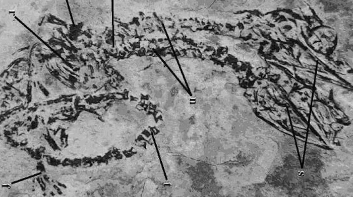 Fosil Berkepala Dua dari Zaman Dinosaurus, Misteri Purba yang Langka