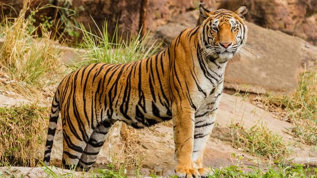 Harimau Kenapa Harimau Takut sama Kucing? Simak Faktanya