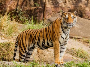 Kenapa Harimau Takut sama Kucing? Simak Faktanya