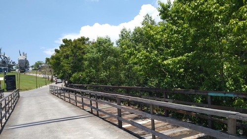 Hutan bakau (mangrove) di kawasan Nuanu Creative City, Desa Beraban, Kecamatan Kediri, Tabanan. (Krisna Pradipta/detikBali)