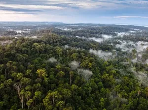 Kekayaan Alam Borneo yang Buat Pulau Ini Jadi Rebutan di Masa Silam