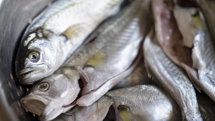 cara menyembelih ikan yang baik