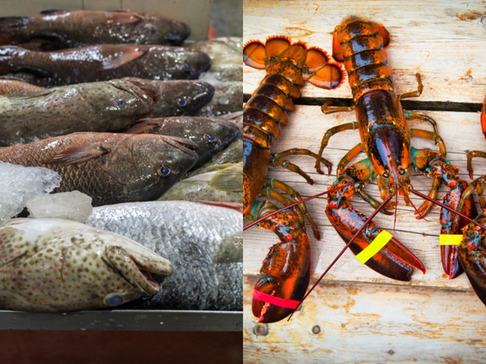 Ikan kerapu dan lobster.