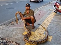 Cerdiknya Mbah Subari Usir Pemotor Bandel Terobos Trotoar Pakai Ular Piton