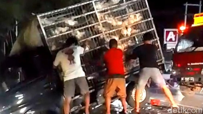 Mobil pikap muat ayam potong terguling usai ditabrak Innova di Polman. Mobil pikap muat ayam potong terguling usai ditabrak Innova di Polman.