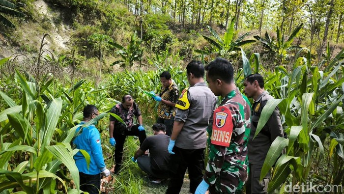 Petani Bojonegoro ditemukan tewas bersimbah darah di ladang jagung
