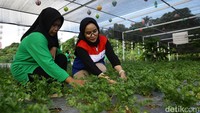 Kebun tanaman seledri terlihat menghijau pada program Taman Toga Makin Cantik (Tato Macan) di Prokesmas Puja Kelurahan Sungai Seluang, Kutai Kartanegara, Kamis (16/10/2025). Selain seledri terdapat tanaman lain seperti daun bawang, sereh dan jahe. Diharapkan, tanaman obat keluarga tersebut bisa mensupport makanan untuk program Pantang Anak Stunting dan Penanggulangan Anak (Pantas Pentas).