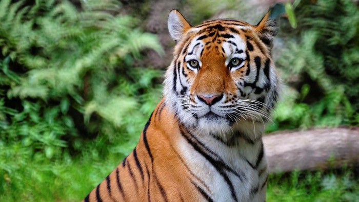 7 Hewan yang Ditakuti Harimau, Apakah Kucing Termasuk?