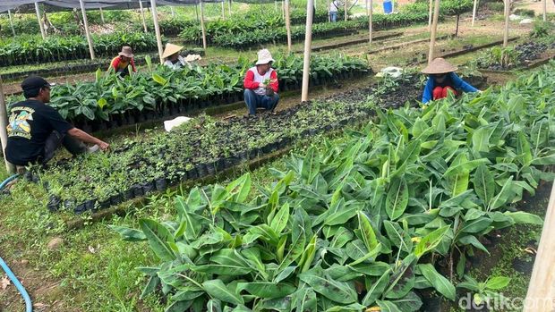 Intip Budi Daya Moca Anjasmara, Pisang Cavendish Khas Mojokerto