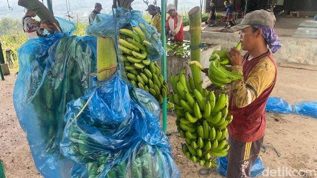 Intip Budi Daya Moca Anjasmara, Pisang Cavendish Khas Mojokerto