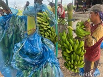 Asal-usul Pisang Moca Anjasmara, Cavendish Manis Khas Mojokerto