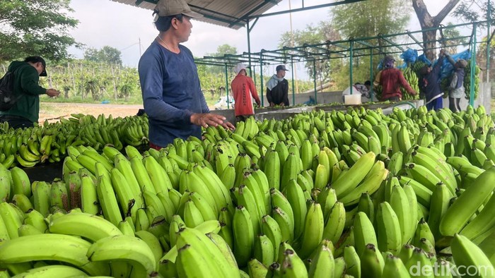 Intip Budi Daya Moca Anjasmara, Pisang Cavendish Khas Mojokerto