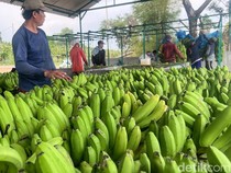 Moca Anjasmara, Pisang Cavendish Mojokerto yang Rasanya Lebih Manis