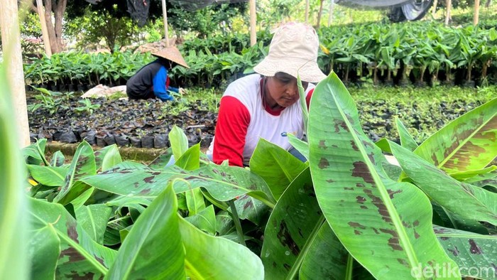 Intip Budi Daya Moca Anjasmara, Pisang Cavendish Khas Mojokerto