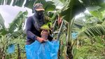 Melihat Budi Daya Moca Anjasmara, Pisang Cavendish Khas Mojokerto