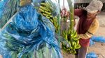 Melihat Budi Daya Moca Anjasmara, Pisang Cavendish Khas Mojokerto