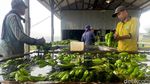 Melihat Budi Daya Moca Anjasmara, Pisang Cavendish Khas Mojokerto