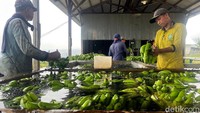 Hasil panen Moca Anjasmara digolongkan menjadi kualitas A, B dan C. Pisang kualitas A biasa diborong pedagang asal Jombang untuk memenuhi pasar supermarket. Sedangkan kualitas B dan C dikirim ke Pacet, Mojokerto dan Malang untuk program makan bergizi gratis (MBG).