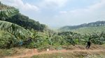 Melihat Budi Daya Moca Anjasmara, Pisang Cavendish Khas Mojokerto