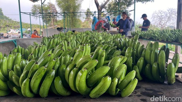 Melihat Budi Daya Moca Anjasmara, Pisang Cavendish Khas Mojokerto