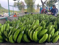 Melihat Budi Daya Moca Anjasmara, Pisang Cavendish Khas Mojokerto