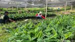 Melihat Budi Daya Moca Anjasmara, Pisang Cavendish Khas Mojokerto