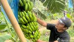 Melihat Budi Daya Moca Anjasmara, Pisang Cavendish Khas Mojokerto