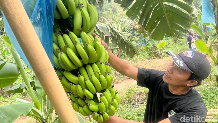 Intip Budi Daya Moca Anjasmara, Pisang Cavendish Khas Mojokerto