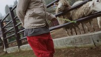 Disela-sela acara piknik, Issa yang terkenal aktif tampak sibuk memberikan makanan ke kambing yang ada di mini farm. Foto: Instagram @nikitawillyofficial94