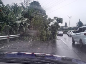 Pohon Tumbang di Tol Jagorawi Arah Cawang, Petugas Langsung Evakuasi