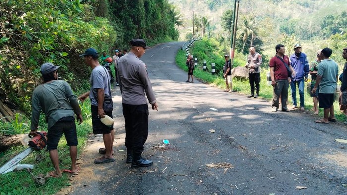 Nahas! Pemotor Tewas Tertimpa Pohon Tumbang di Samigaluh Kulon Progo
