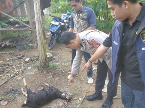 BKSDA Sebut Penyempitan Habitat Pemicu Beruang Madu Masuk Kampung