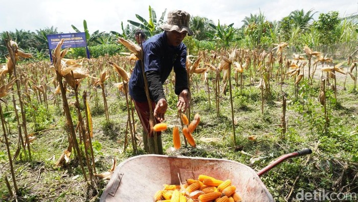 Warga binaan Lapastik Muara Sabak memasukan jagung hasil panen ke dalam gerobak dorong