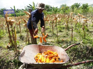 Dari Lahan Tidur, Napi Lapastik Muara Sabak Panen Satu Ton Jagung